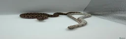 Snake reptiles for sale: 1.1 CB Hognose - Super Arctic Conda & Sable - Advert 2