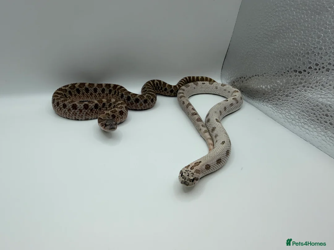 Snake reptiles for sale: 1.1 CB Hognose - Super Arctic Conda & Sable - Advert 2