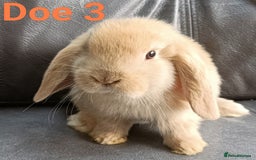 Mini Lop rabbits for sale: 🐰Beautiful mixed litter of Plush x Mini Lop kits - Image 22