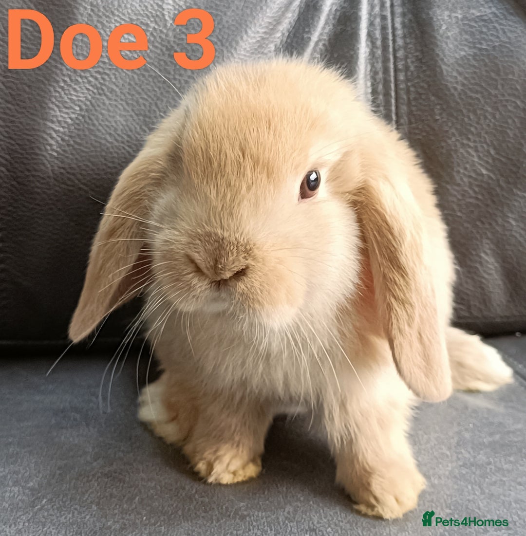 Mini Lop rabbits for sale: 🐰Beautiful mixed litter of Plush x Mini Lop kits - Image 22