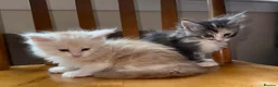 Maine Coon cats for sale: Maine Coon Kittens - Advert 9