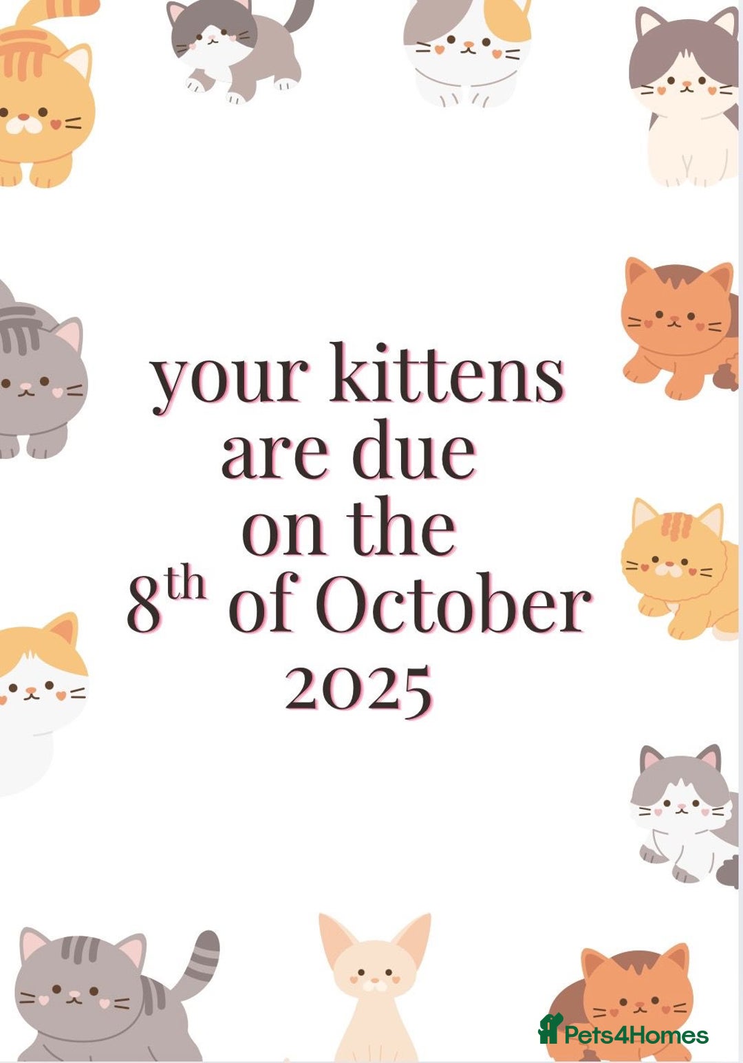 British Longhair cats for sale: Ready to go amazing kitties  - Advert 23