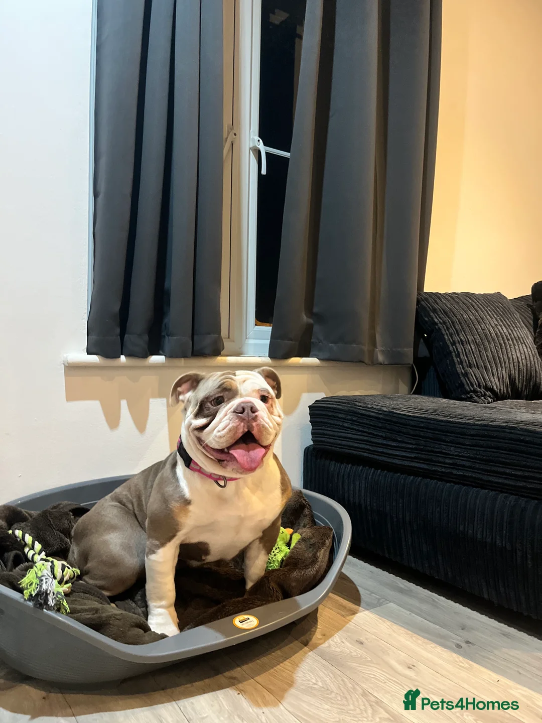 English Bulldog dogs for sale: Beautiful Dolly Looking for a Loving New Home - Advert 2