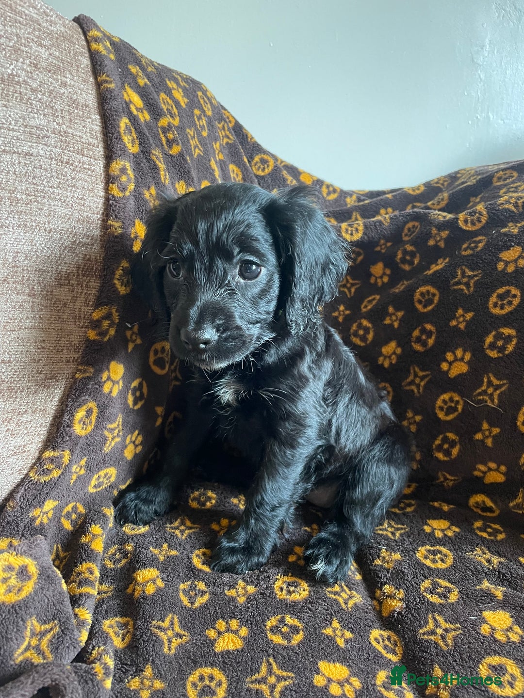Cocker Spaniel dogs for sale: COCKER SPANIEL GIRLS READY FOR NEW HOMES  - Image 26