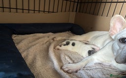 French Bulldog dogs for sale: Beautiful KC Reg French Bulldog Pups - Image 8