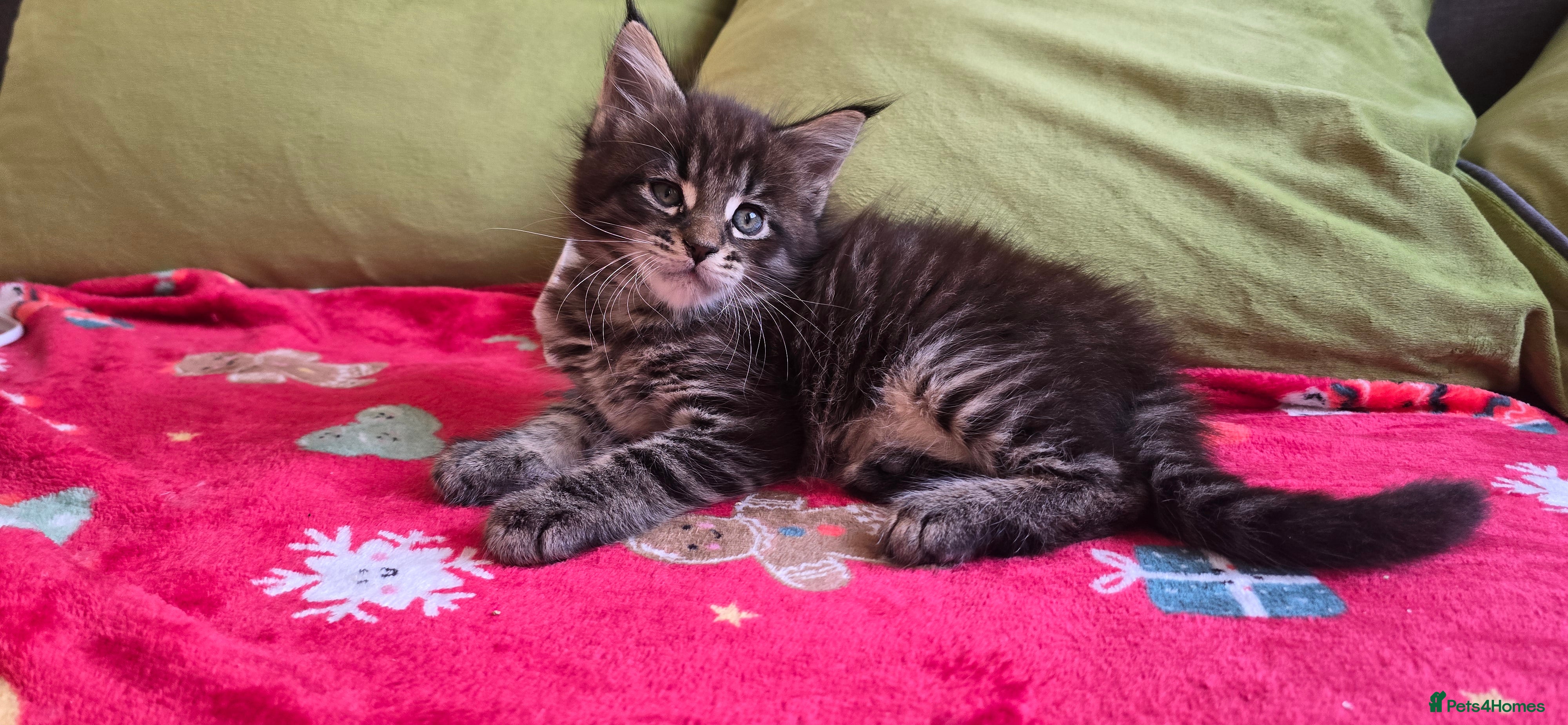 Maine Coon cats Maine Coon Kittens  - Advert 1