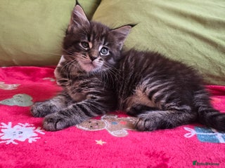 Maine Coon cats Maine Coon Kittens - Advert 1