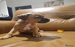 Mixed Breed dogs for sale: Staffie bullweiler puppies  - Image 18