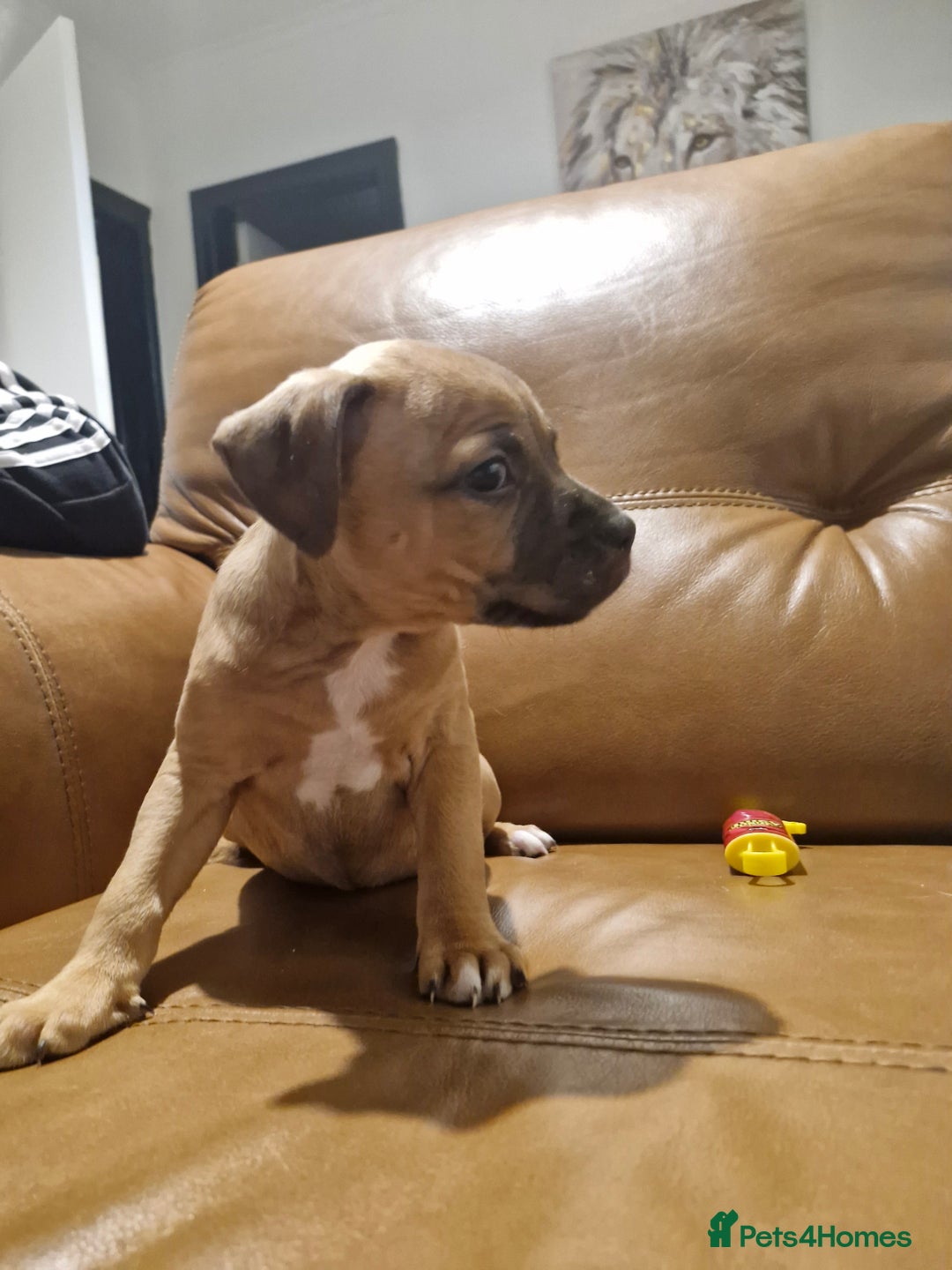 Mixed Breed dogs for sale: Staffie bullweiler puppies  - Image 18