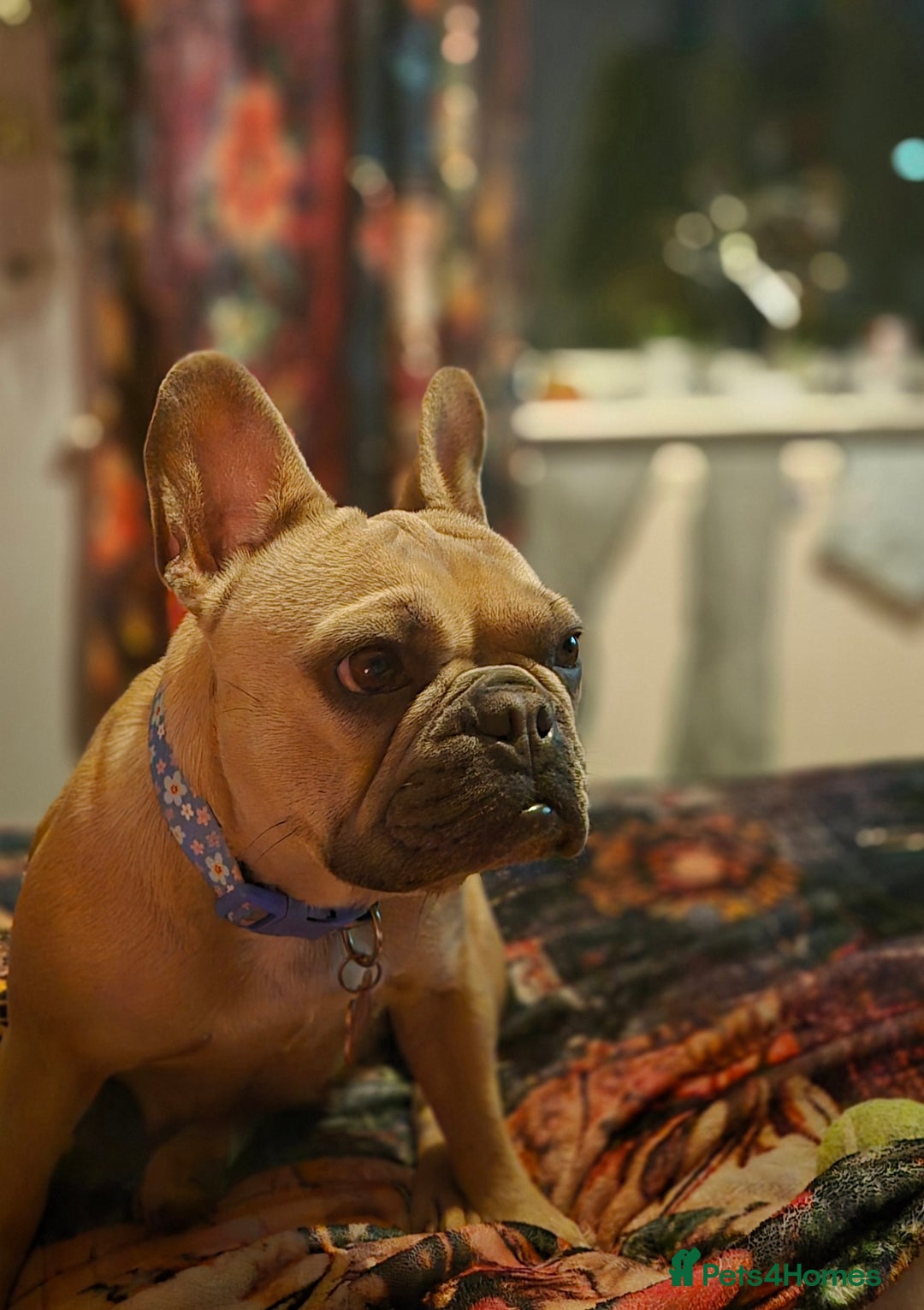 French Bulldog dogs for sale: French bulldog - Advert 2