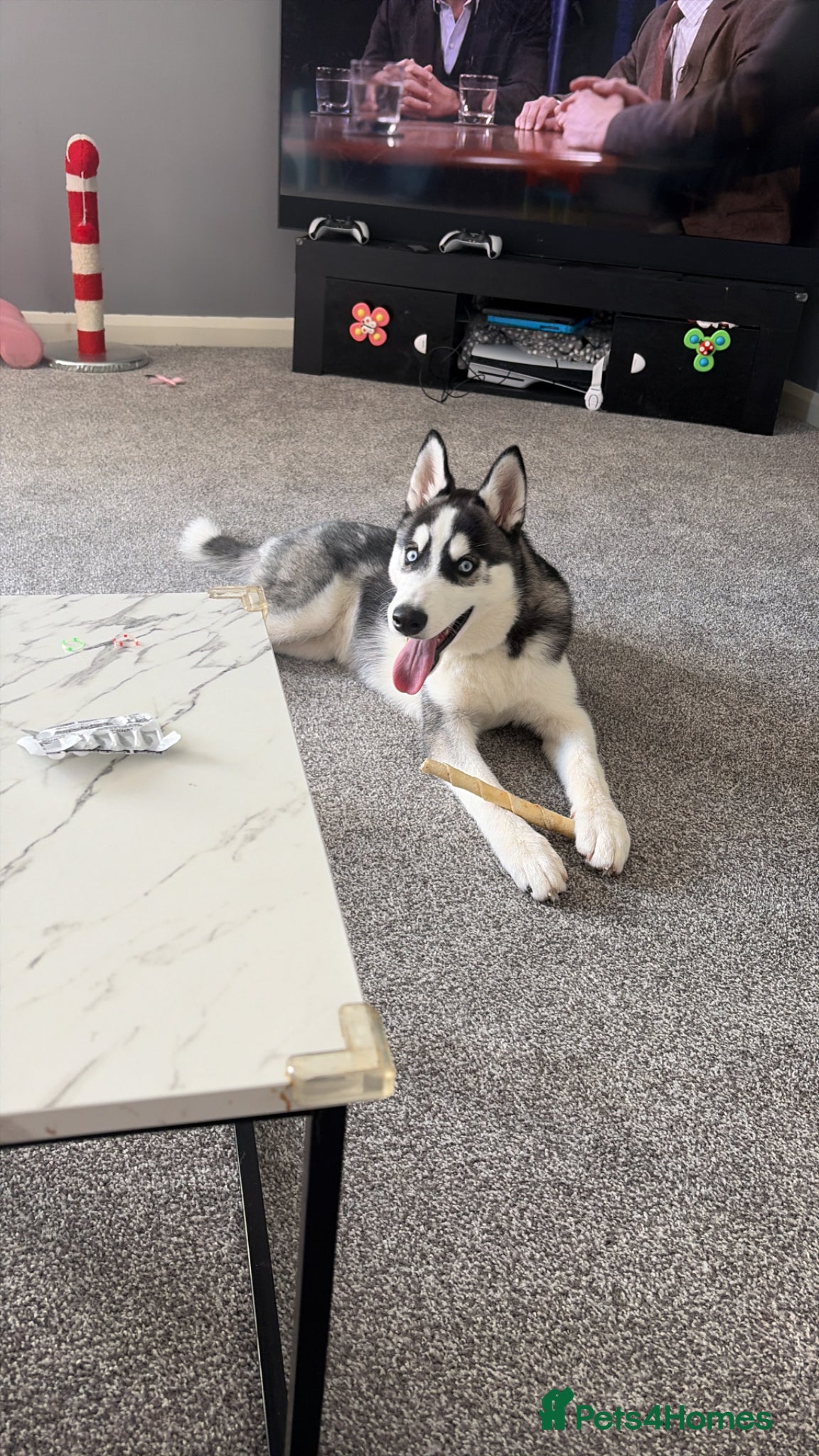 Siberian Husky dogs This is Bruce  - Advert 2