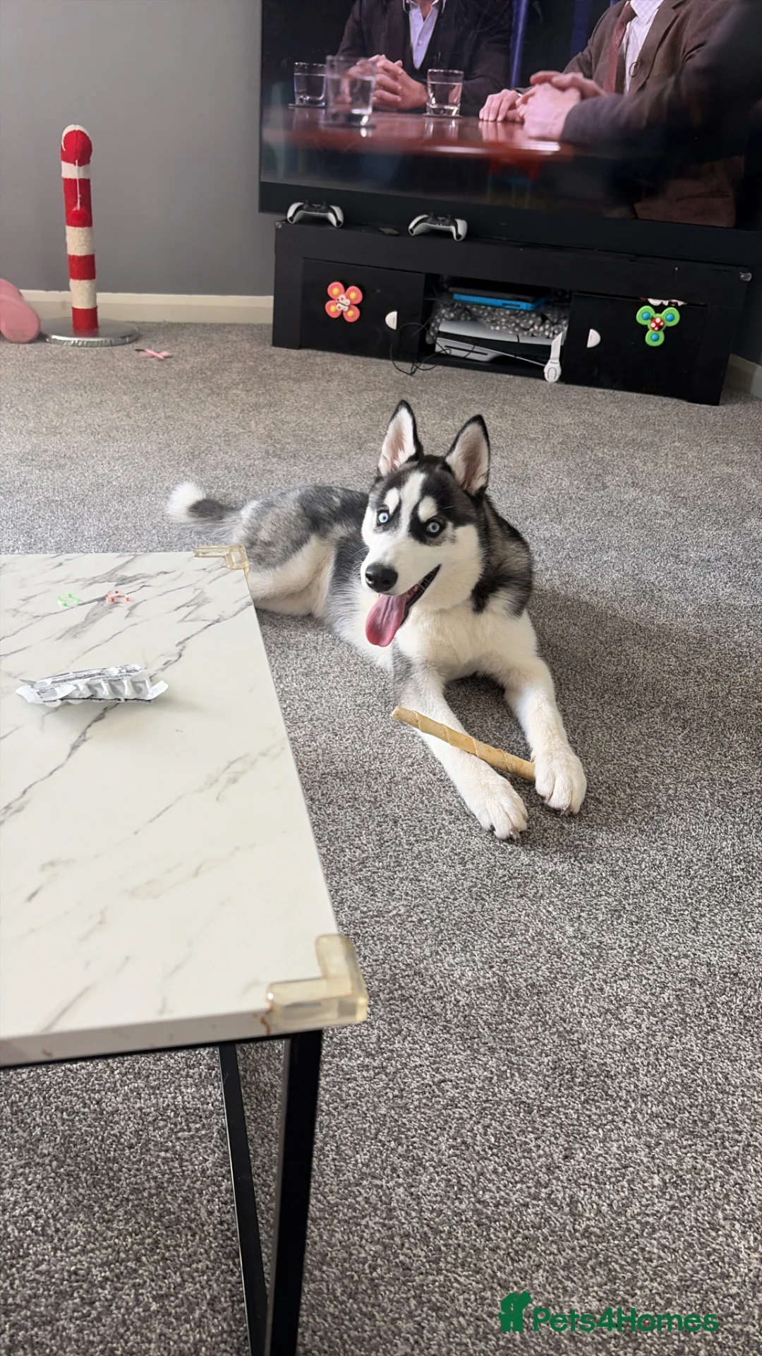 Siberian Husky dogs for sale: This is Bruce  - Advert 1