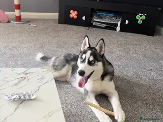 Siberian Husky dogs This is Bruce - Advert 2