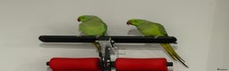 Ringnecks birds for sale: Lovely Ringneck Parrots with Cage  - Advert 5
