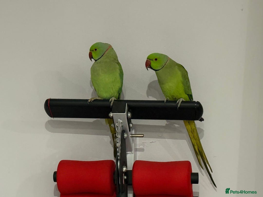 Ringnecks birds for sale: Lovely Ringneck Parrots with Cage  - Image 5