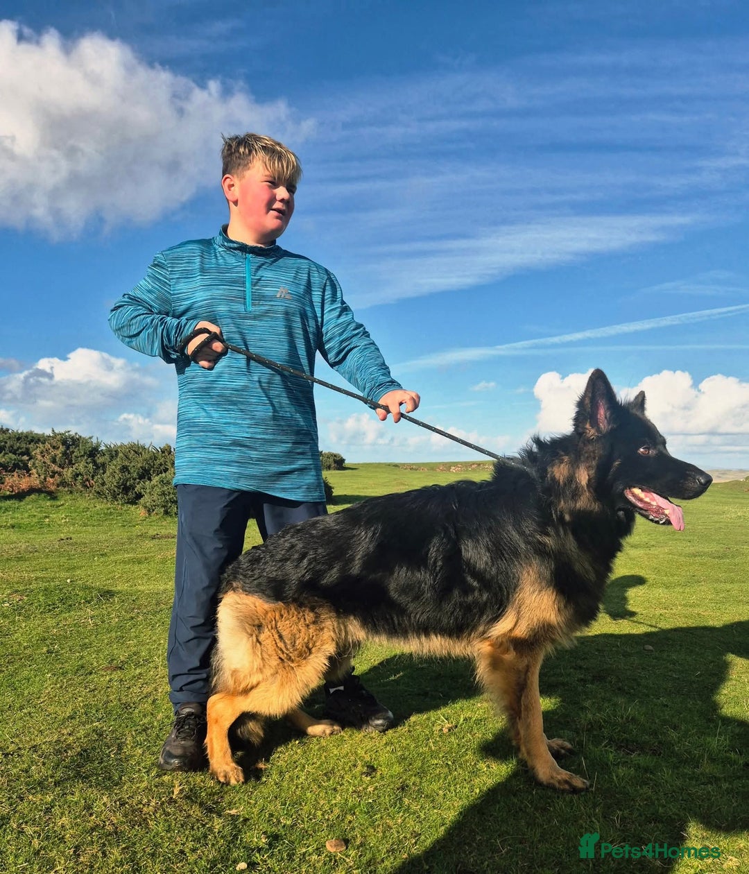 German Shepherd dogs for stud: Stunning German Shepherd stud only - Advert 4