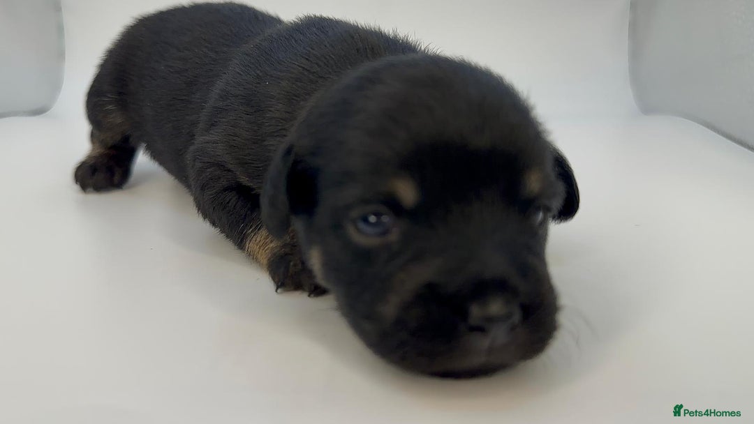 Mixed Breed dogs for sale: Floodle  - Image 14