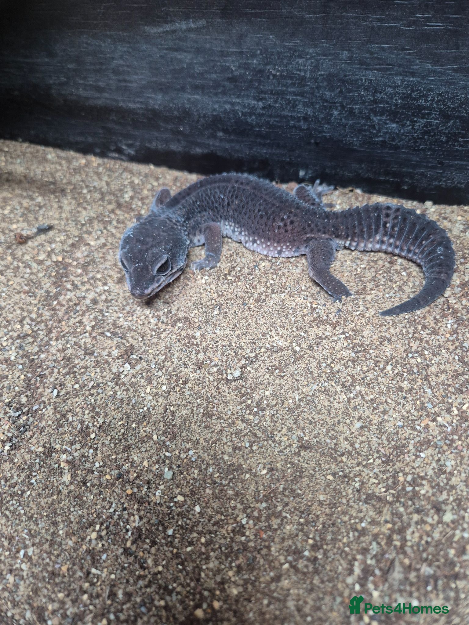 Gecko reptiles Pure Black Night Leopard Gecko  - Advert 1