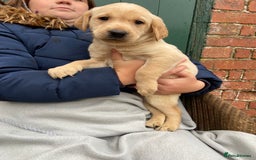 Labrador Retriever dogs for sale: Labrador puppies for sale 🐶 - Image 2