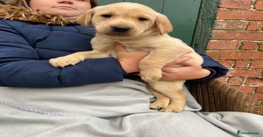 Labrador Retriever dogs - Advert 2