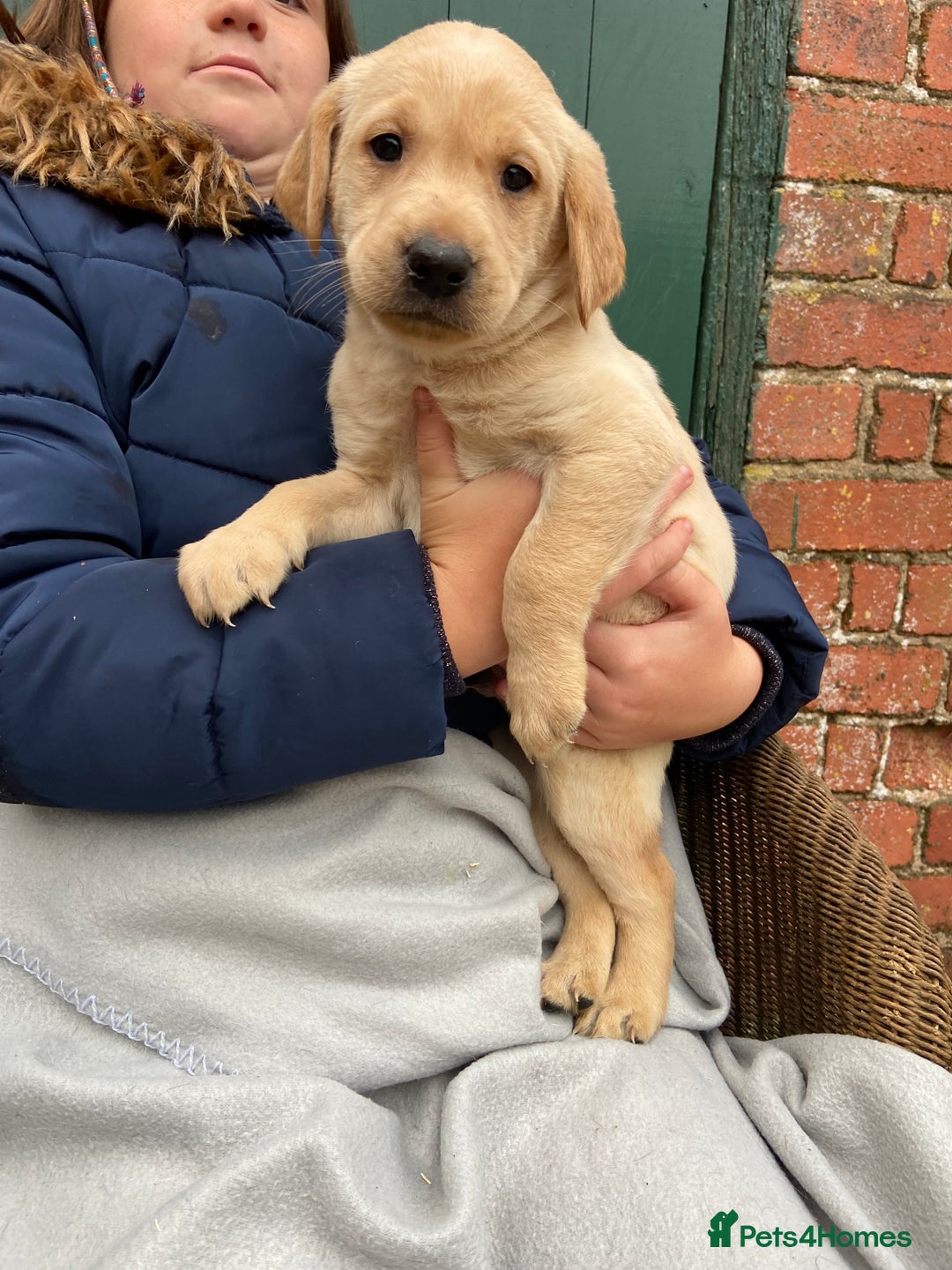 Labrador Retriever dogs for sale: Labrador puppies for sale 🐶 - Image 2