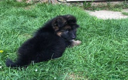 German Shepherd dogs for sale:  kc health tested long haired German shepherd pups - Image 34