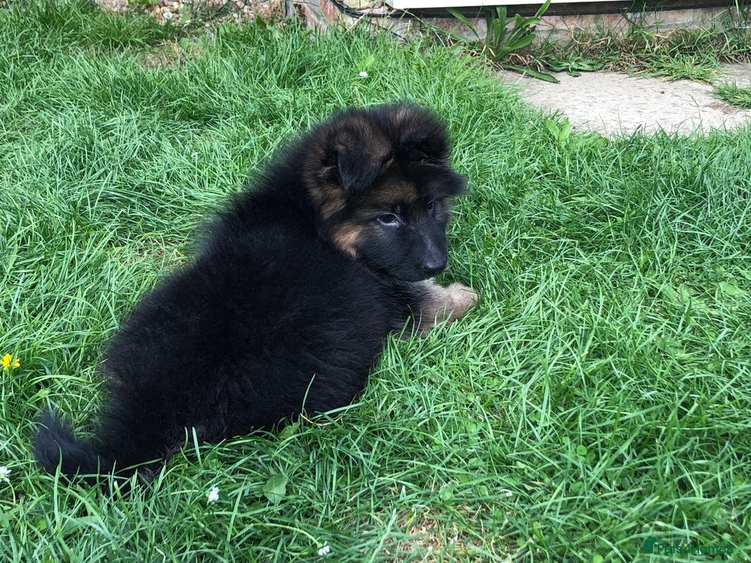 German Shepherd dogs for sale:  kc health tested long haired German shepherd pups - Image 34