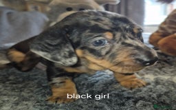 Dachshund dogs for sale: Dachshund Puppies looking for forever homes - Image 10