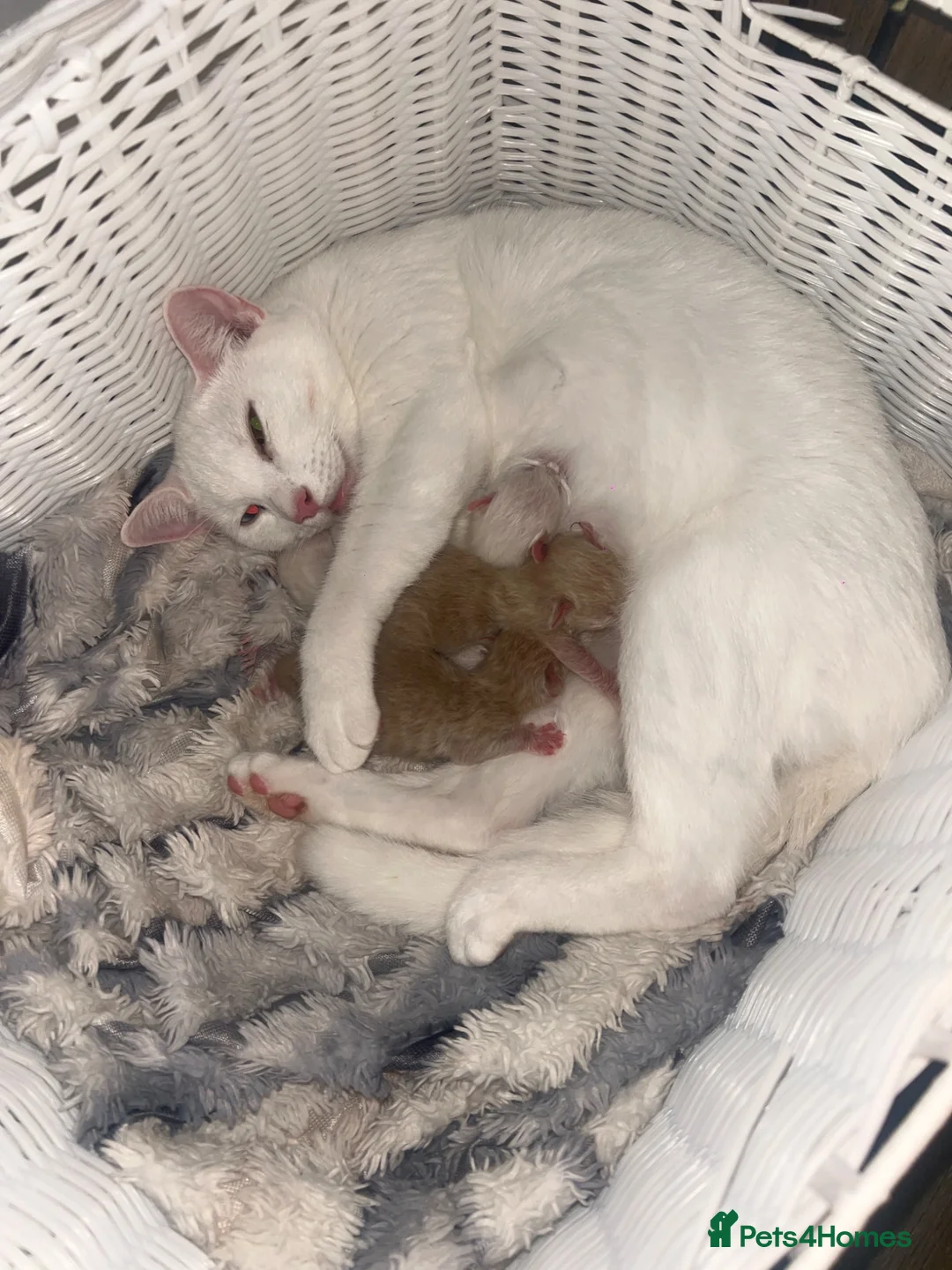 Mixed Breed cats for sale: Kittens  - Advert 5