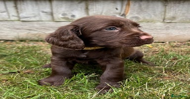 Cocker Spaniel dogs - Advert 14