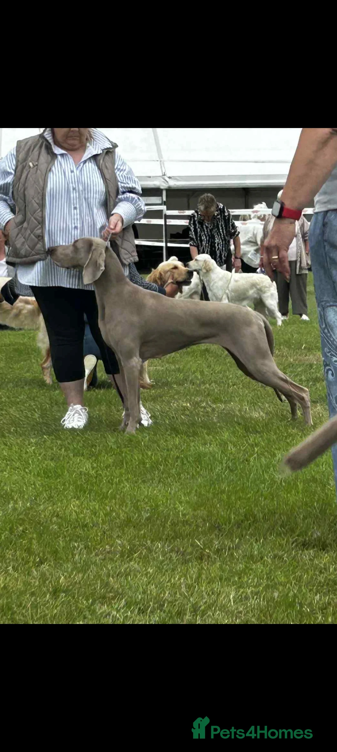 Weimaraner dogs for sale: Weimaraner puppies  - Advert 1