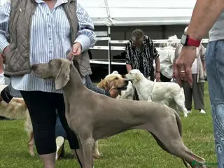 Weimaraner dogs Weimaraner puppies - Advert 2