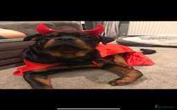 Rottweiler dogs for sale: Pedigree German chunky Rottweiler puppies  - Advert 26