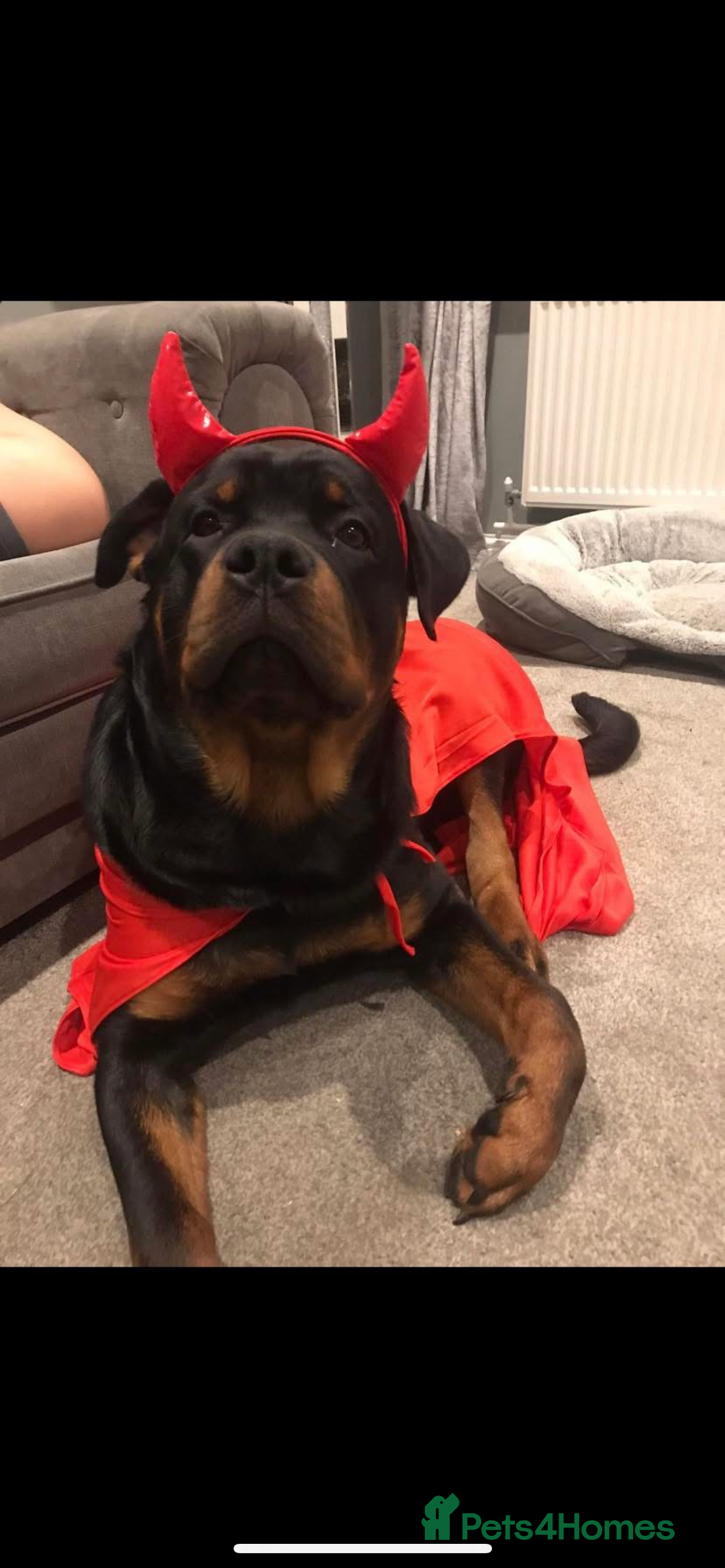 Rottweiler dogs for sale: Pedigree German chunky Rottweiler puppies  - Advert 26