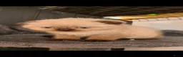 Scottish Fold cats for sale: Scottish fold kittens - Advert 10
