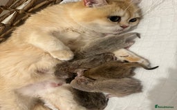 British Shorthair cats for sale: Gorgeous Golden & Blue Golden. Ready now! - Image 16