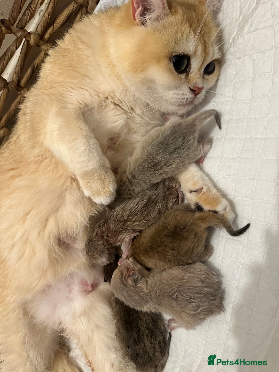 British Shorthair cats for sale: Gorgeous Golden & Blue Golden. Ready now! - Image 16