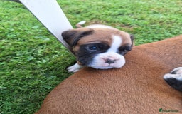 Boxer dogs for sale: Boxer puppies kennel club reg 5 star licence  - Image 23