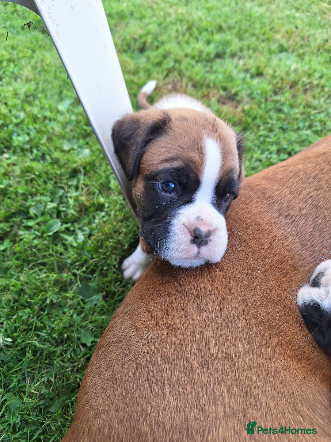Boxer dogs for sale: Boxer puppies kennel club reg 5 star licence  - Image 23