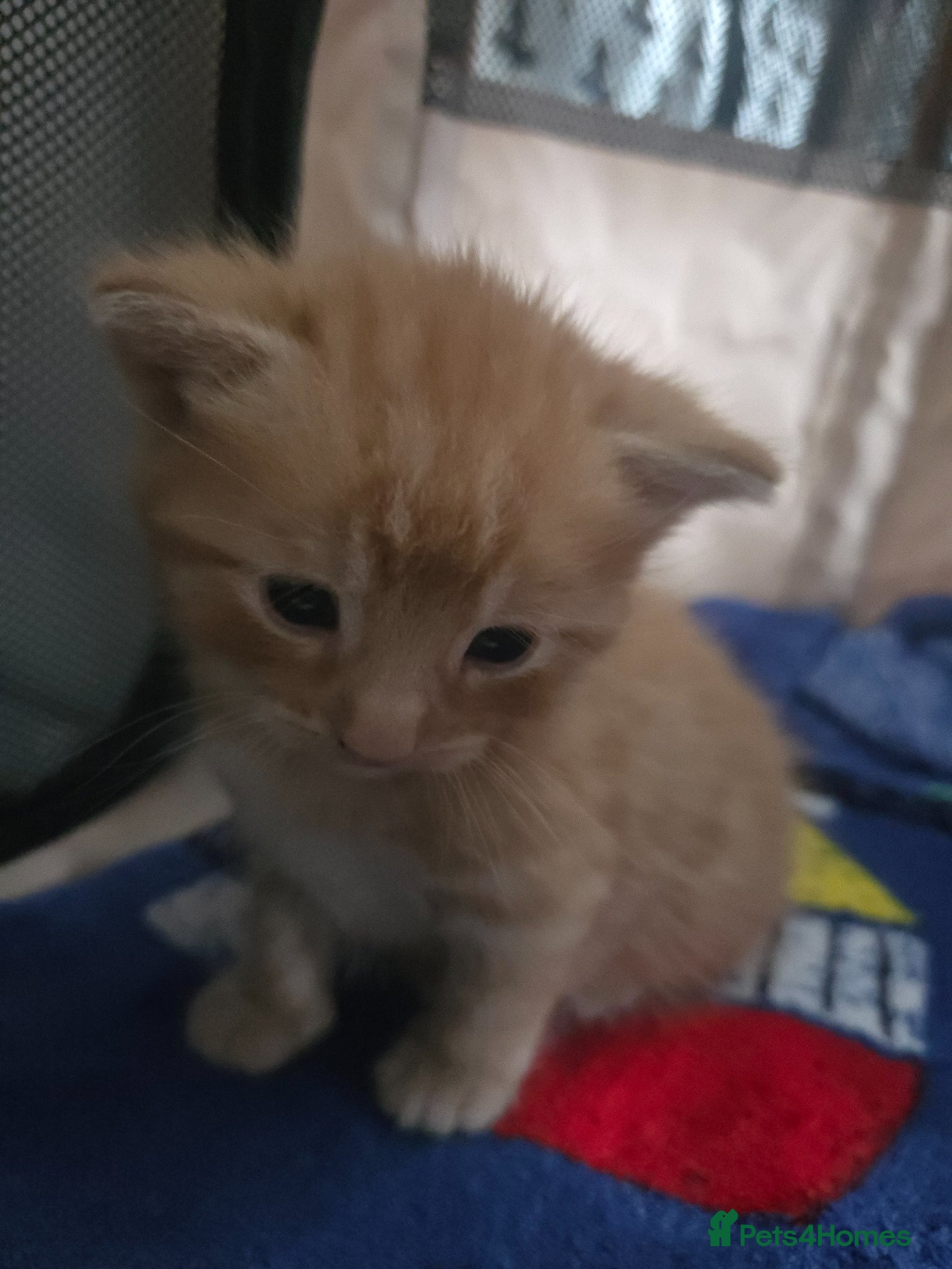 Mixed Breed cats Beautiful ginger kittens  - Advert 3