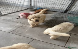 Golden Retriever dogs for sale: Gorgeous Golden Retrievers 8 weeks old H/Tested  - Image 14