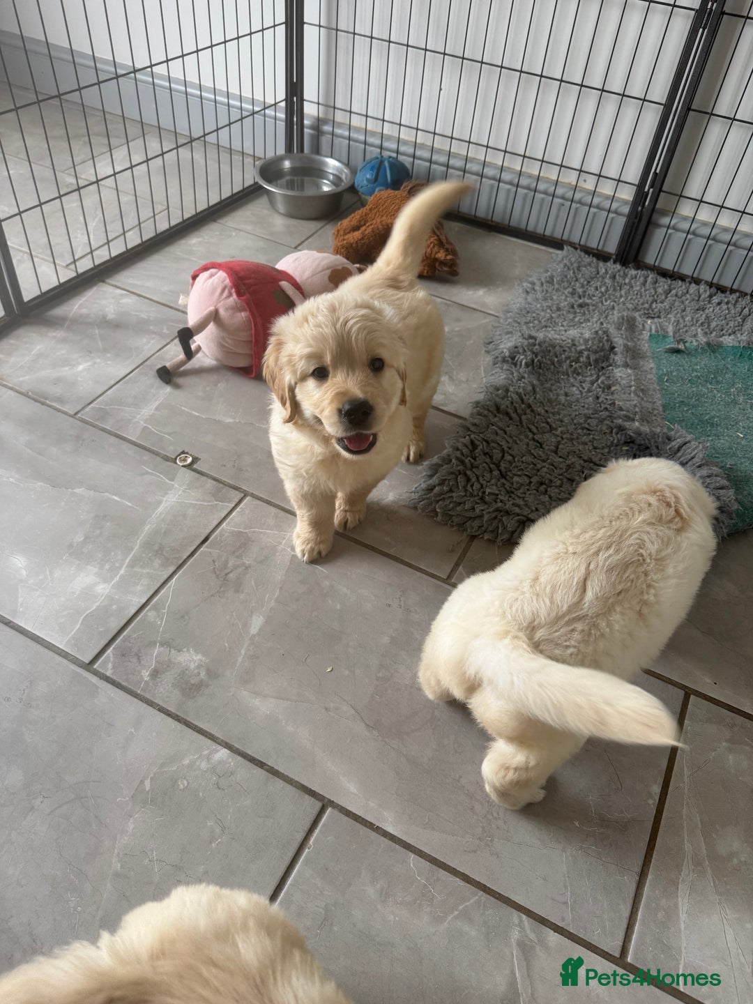 Golden Retriever dogs for sale: Gorgeous Golden Retrievers 8 weeks old H/Tested  - Image 14