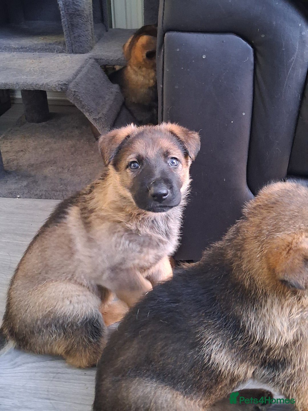 German Shepherd dogs for sale: APPROVED GSD PUPPIES,BLACK AND TAN,SABLE,SEE ALL P - Advert 3