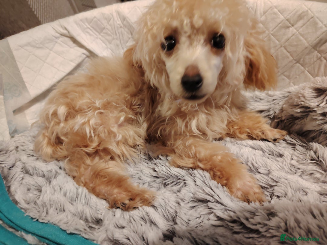 Mixed Breed dogs for sale: Toy X miniatury podle.  - Image 10