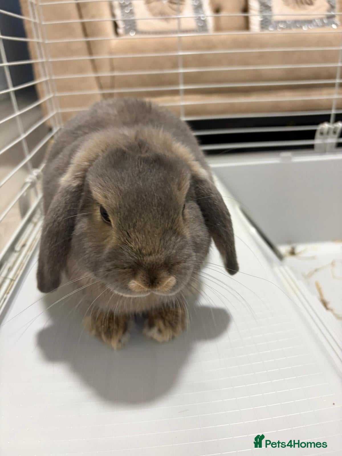 Mini Lop rabbits Mini Lop bunny - Advert 1