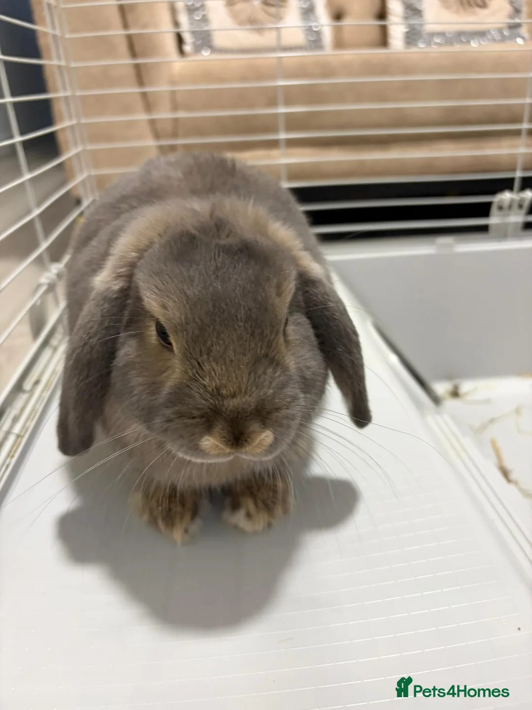 Mini Lop rabbits for sale: Mini Lop bunny - Advert 1