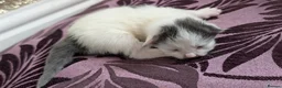 Mixed Breed cats for sale: £40 each or 2 for £70 - read description :) in Liverpool - Advert 27