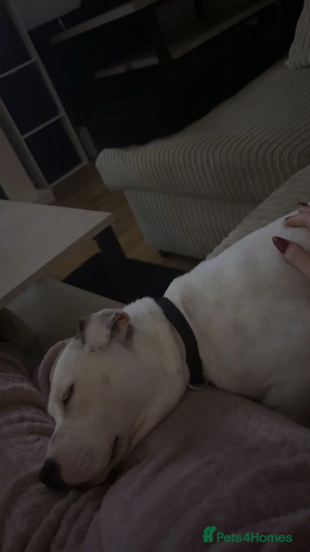 Mixed Breed dogs for sale: Staffordshire bull terrier cross puppy 8 months in Havant - Advert 2