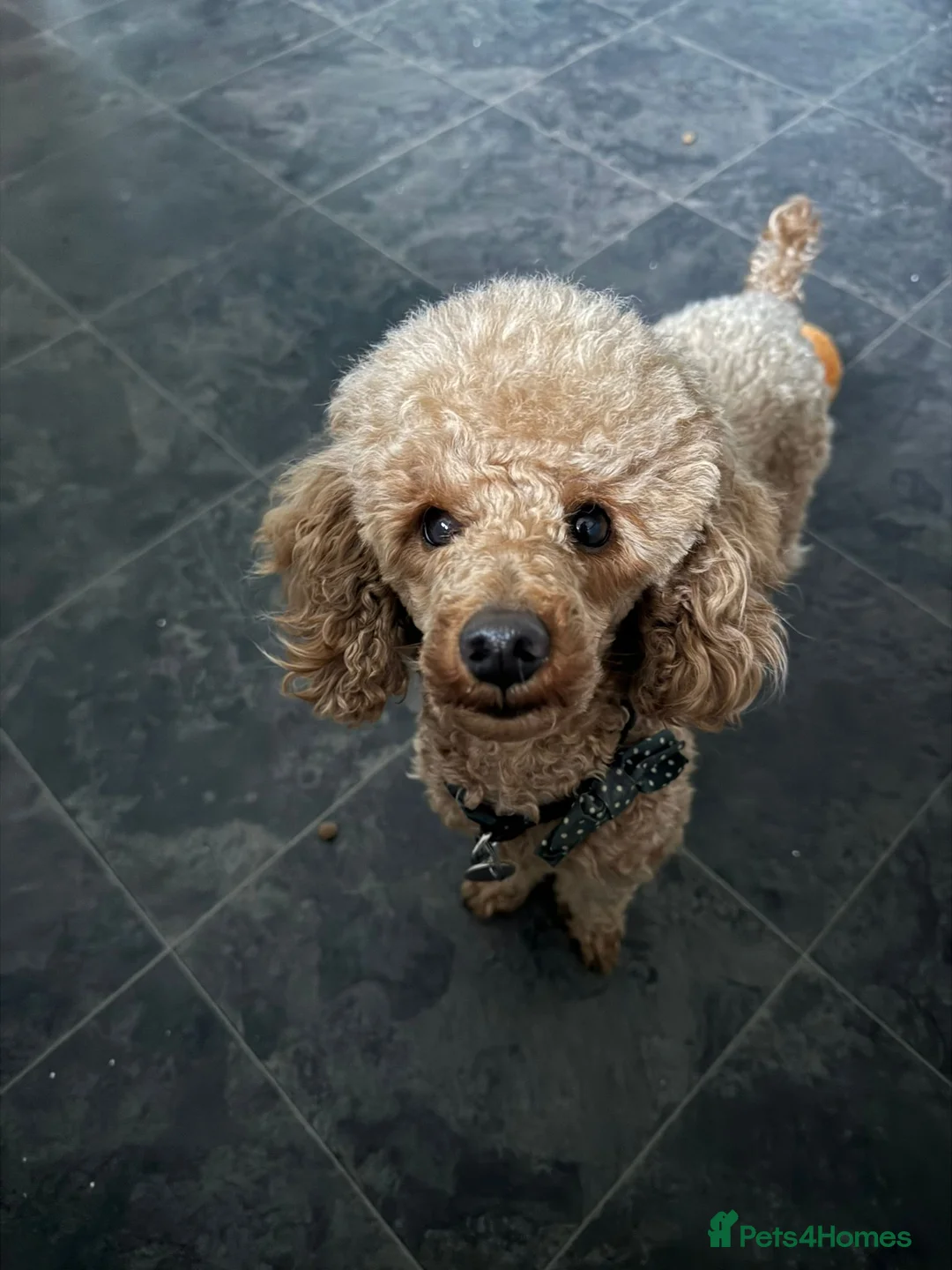 Toy Poodle dogs for stud: toy poodle short notice DNA clear PRA in Nottingham - Advert 8
