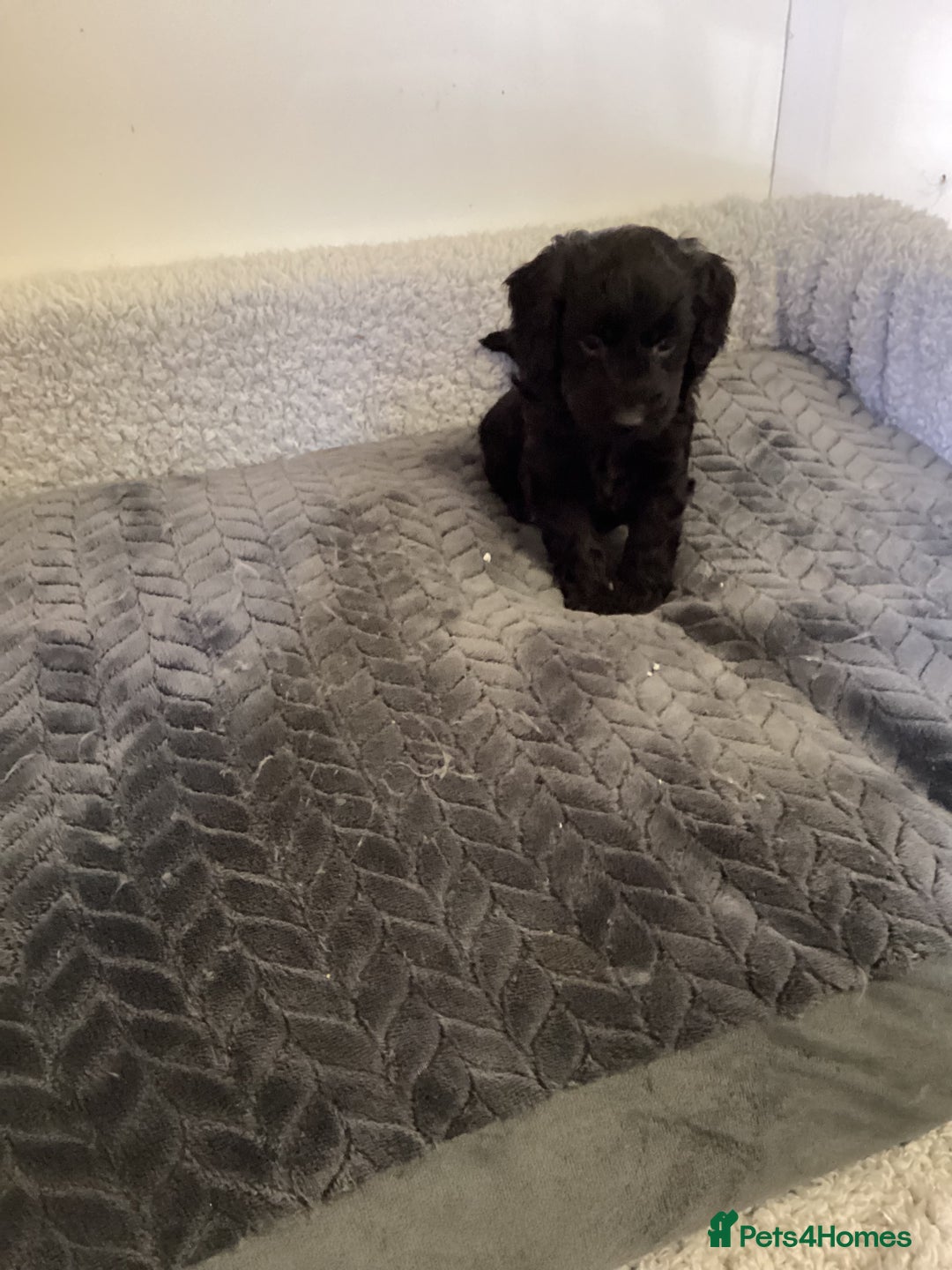 Cockapoo dogs for sale: F1 cockapoos  - Image 2